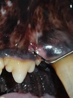 Wildlife - Canine Absess July 2008-02